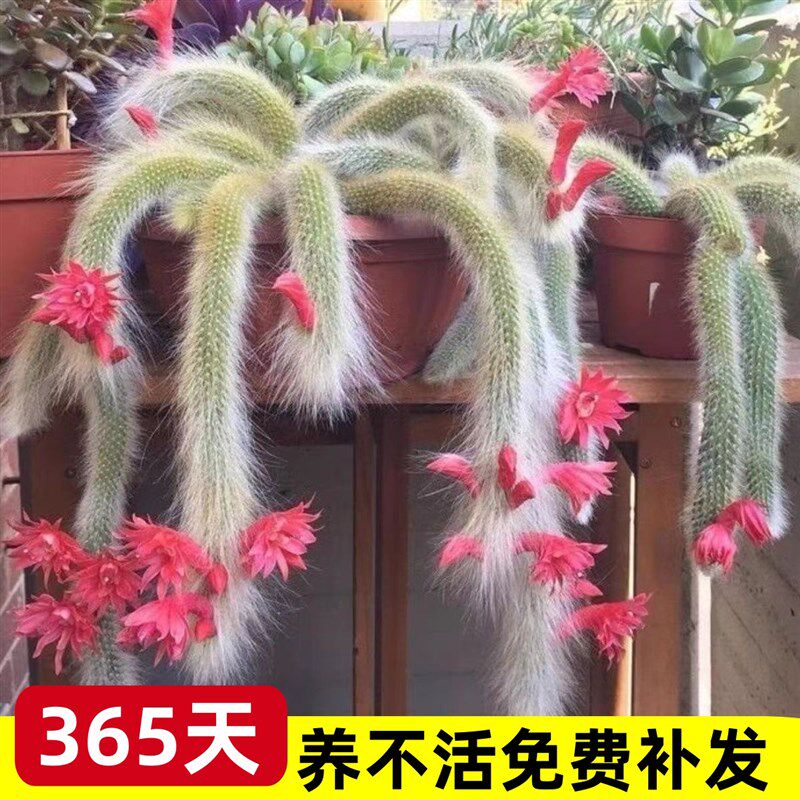 速发大肉绿植盆栽懒人栽尾狐盆九旺宅养不死养花多全花卉植物室内