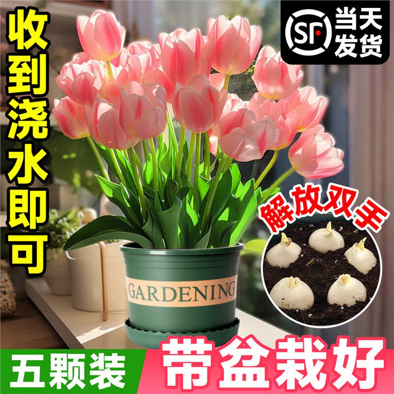 速发郁金香种球盆栽内花苞重瓣五度球百合风带子室信耐寒花卉植物