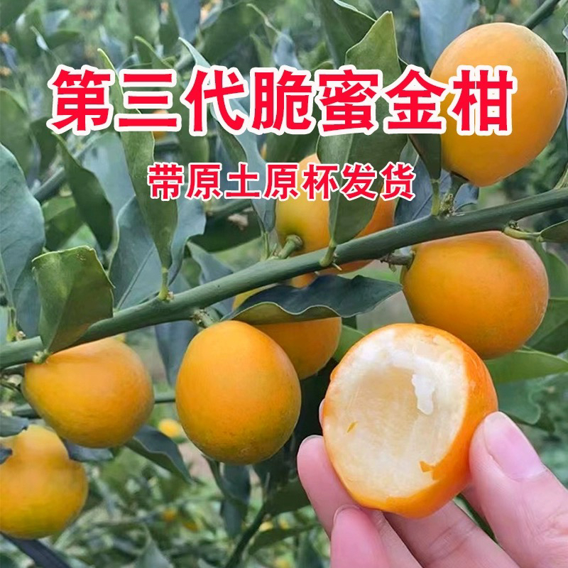 广西融安第三代脆蜜金桔苗无籽特大脆蜜金桔果苗盆栽地栽庭院阳台