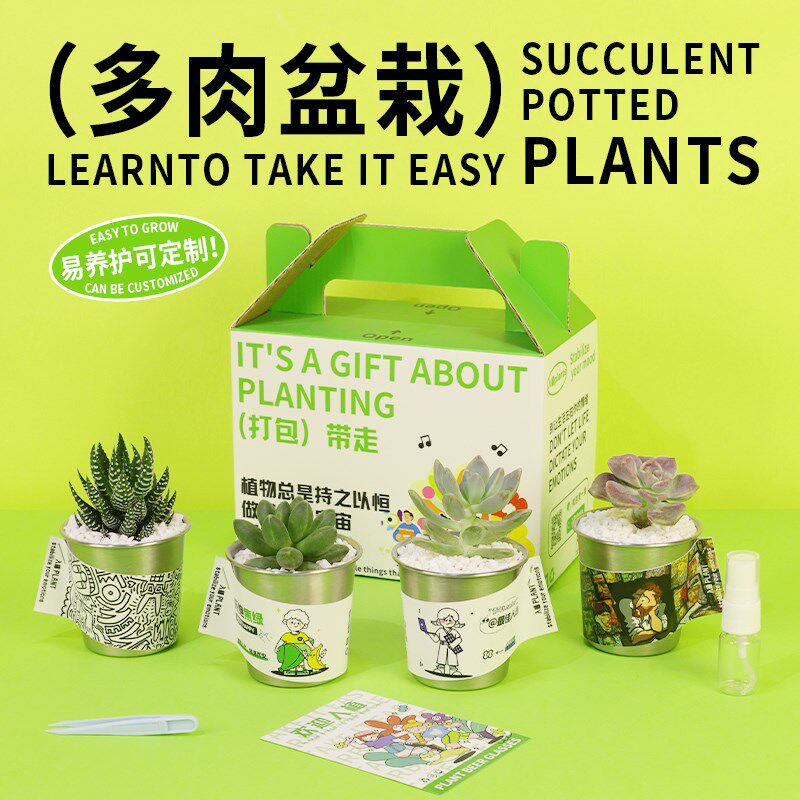 热销入植金钱木多肉植物办公室桌面创意J迷你摆件小花盆栽带盆礼