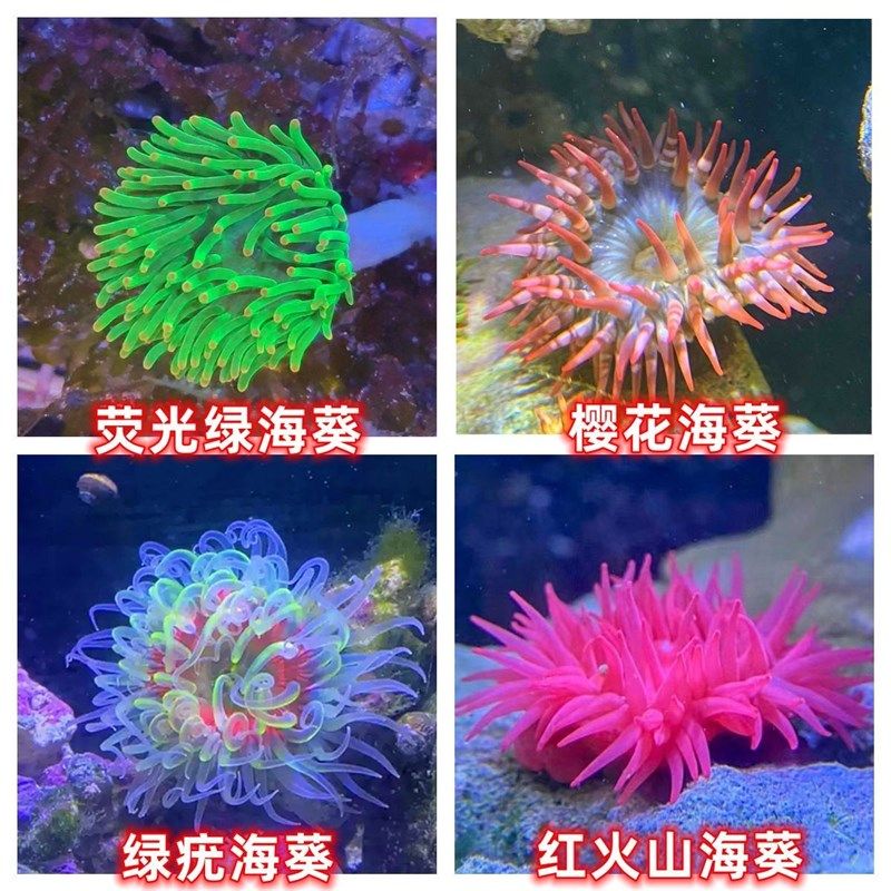速发荧光海葵海缸纽扣珊瑚红海葵海星观赏海水鱼小丑鱼绿石葵