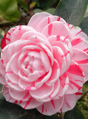 速发植色赤丹多四山色季开花四季常绿五物花卉耐寒