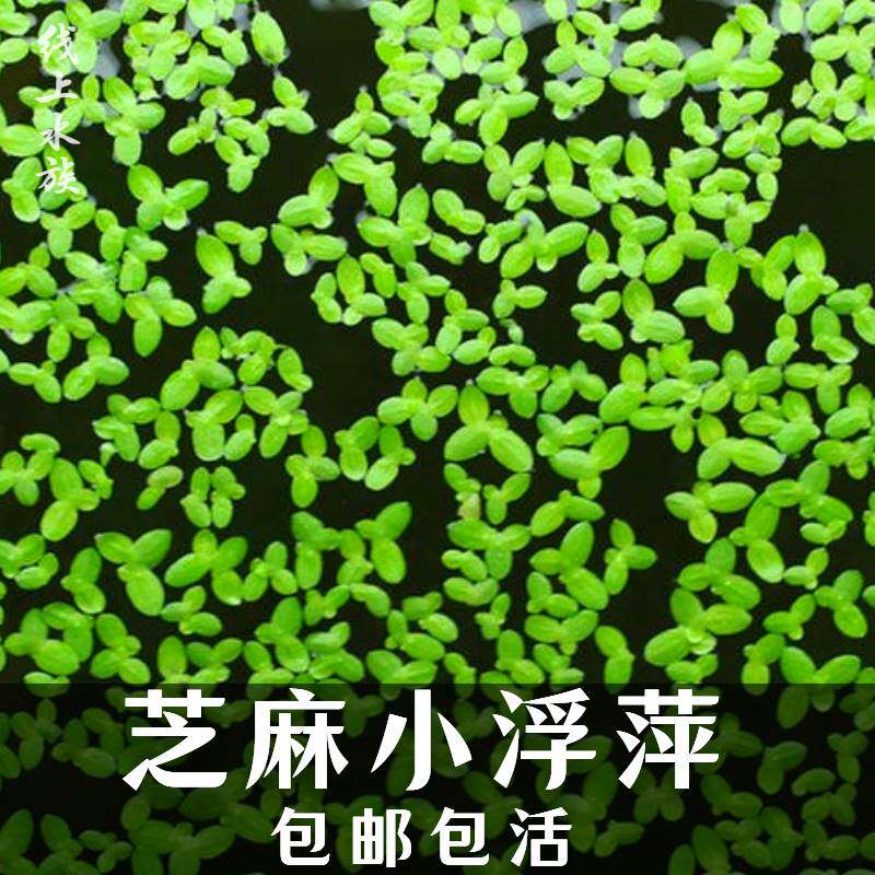 速发芝麻浮萍小叶萍水草喂鱼喂龟好养浮化水质鱼缸造2水培小净萍H