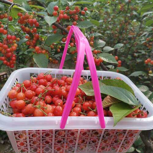 j8塑料水果篮手提斤装篮草莓篮桑葚篮白色蓝莓1篮方篮篮樱桃杨g3