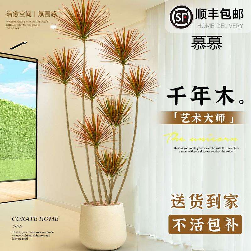 千年木客厅绿植大型植物盆栽室内七彩铁龙血树落地式好养真树