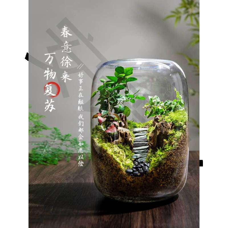 桌面微景观生命之树生态瓶创意盆栽办公室绿植成品盆景好养活青苔