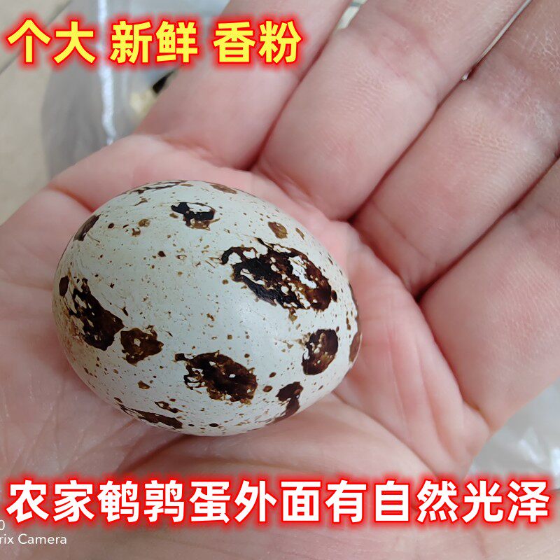 顺丰农家生鹌鹑蛋新鲜现捡发孕妇辅食杂粮散养鸟蛋104个五谷杂粮