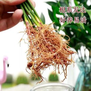 极速富贵室内招h财花卉植物转运水培竹节节水养培植绿萝盆栽养绿