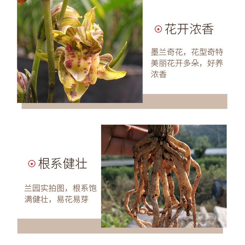 极速翁源兰花苗墨兰高端奇花大屯麒麟带花K浓香好易养室内绿植花