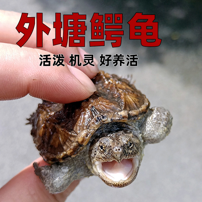 原种纯佛鳄龟爆刺鳄鱼龟幼苗佛鳄龟活物杂佛北美小鳄龟乌龟宠物