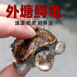 原种纯佛鳄龟爆刺鳄鱼龟幼苗佛鳄龟活物杂佛北美小鳄龟乌龟宠物