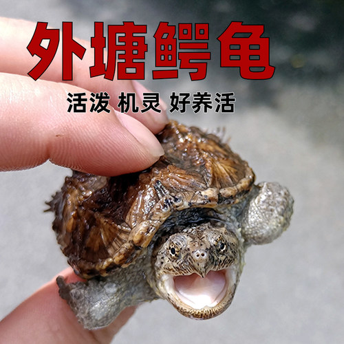 原种纯佛鳄龟爆刺鳄鱼龟幼苗佛鳄龟活物杂佛北美小鳄龟乌龟宠物