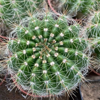 极速青王丸开花仙人球o室内盆栽实生黄花粉花多肉植物办公室防辐