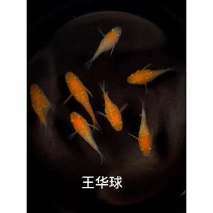 速发观背青鳉鱼球体青鳉迷你球体鱼冷水鱼圆球鱼少女鱼猫S鳉鱼球