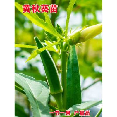 黄秋葵苗水果秋葵秧苗家庭阳台种植春夏四季播绿植物盆栽蔬菜苗孑