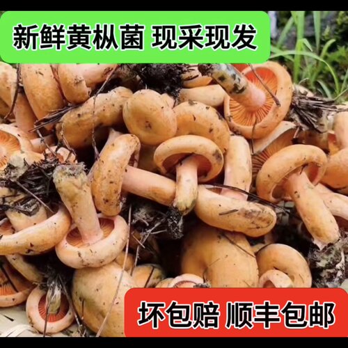 新鲜野生枞树菌松树菌寒菌谷熟菌