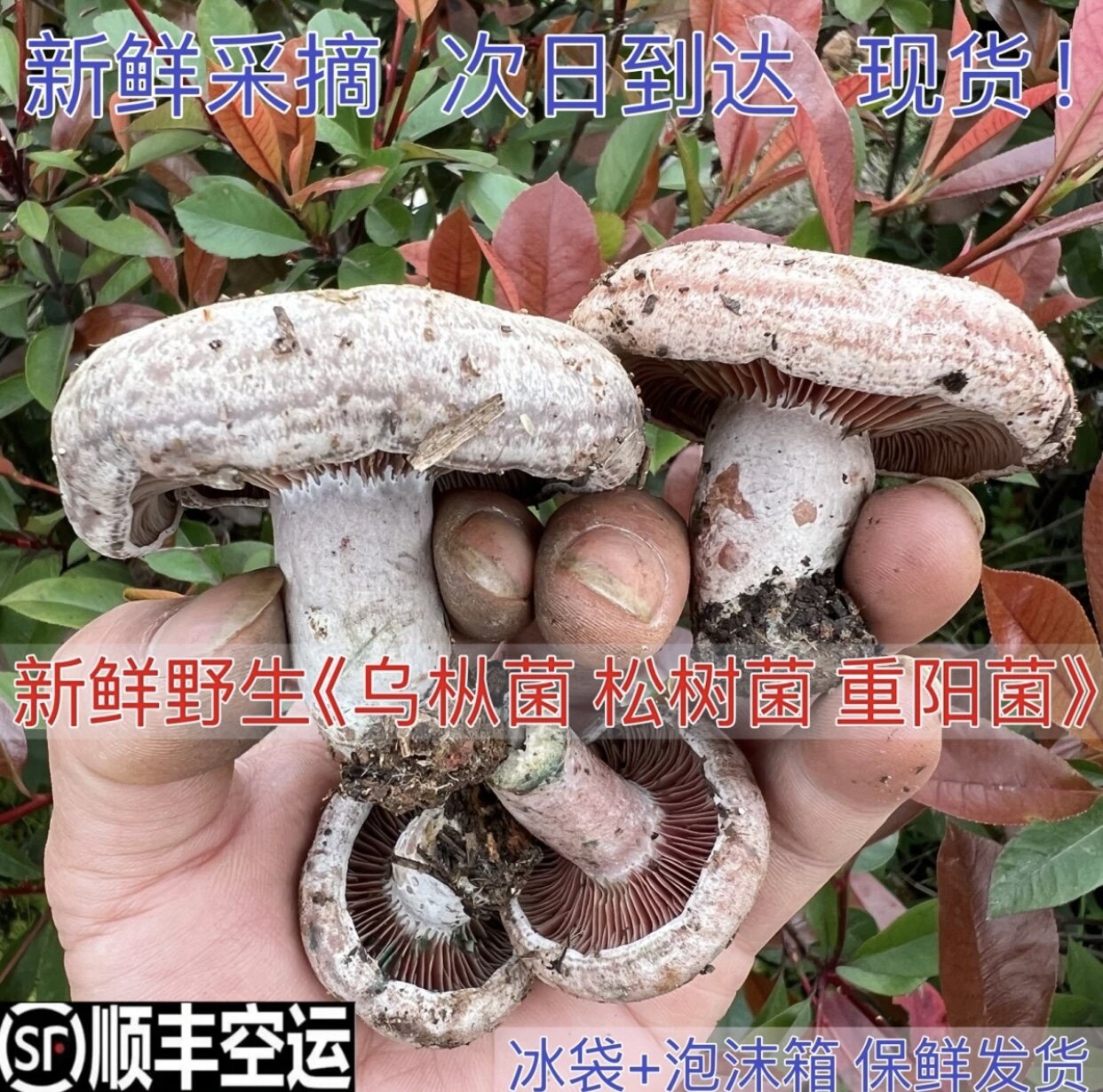 新鲜野生枞树菌寒菌松树菌三九菇谷熟菌蘑菇乌枞菌黄枞菌雁来蕈