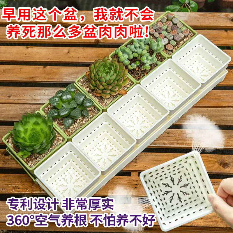 速发底脂多肉花盆大口径小透方组合带树座托盘塑料白气植物控根盆