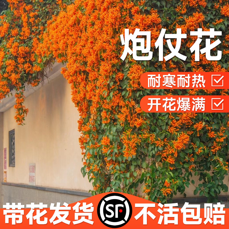 速发凌霄蔓炮仗花爬藤植物大院老桩花苗台庭苗花卉盆栽垂吊藤花爬
