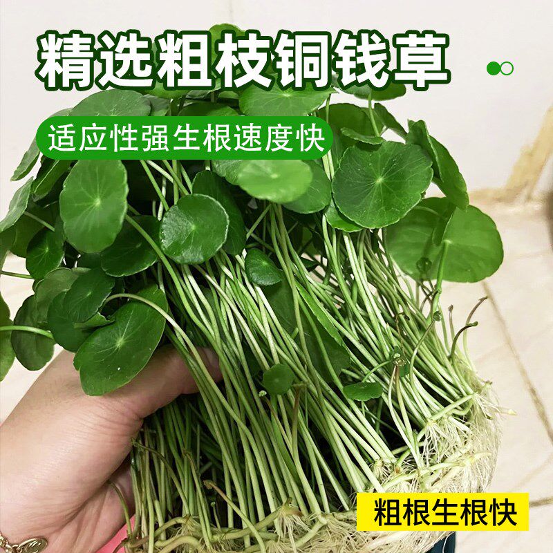 热销铜钱草水培水养懒人花卉金钱草E盆栽植物室内小绿植四季好养