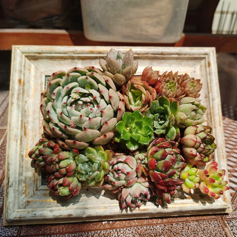 热销做旧多肉相框仿木纹画框 微景观花盆K 植物墙 壁挂植物组合盆
