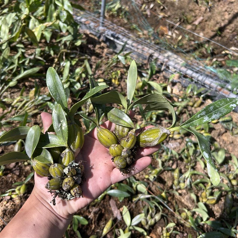热销鸡蛋鼓槌石斛兰 迷你小圆鼓槌石斛吊兰N花盆栽花卉植物石斛