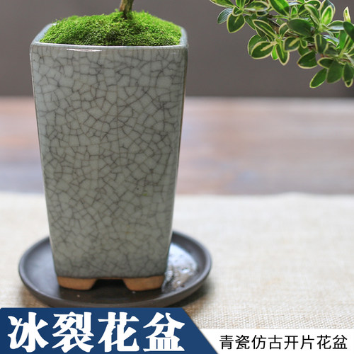 热销迷你六月f雪办公室内桌面小盆栽窗台花卉附石盆景造型悬崖绿