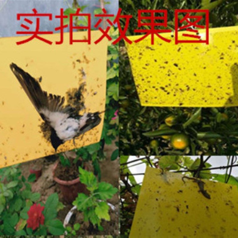 热销粘虫板黄板大棚双面诱虫板蓟C马飞虫果蝇蓝板黏虫板防虫板厂