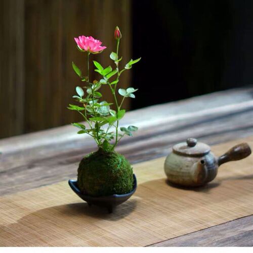 热销带花苞迷你超微型月季玫瑰四季开花水培N姬月季苔藓球阳台桌