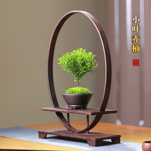 热销小叶赤楠盆h景老桩植物室内盆栽迷你办公室小绿植四季好养植