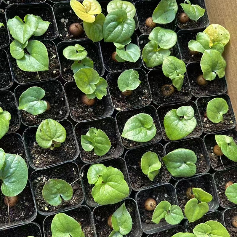 热销实生南非龟甲龙阳台爬藤多肉植物冬型种N夏季休眠块根球根小