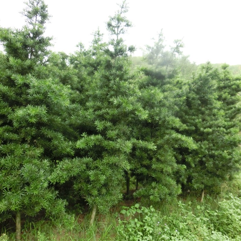 热销新款罗汉g松树苗四季常青雀舌中叶绿化植物庭院内盆栽造型素