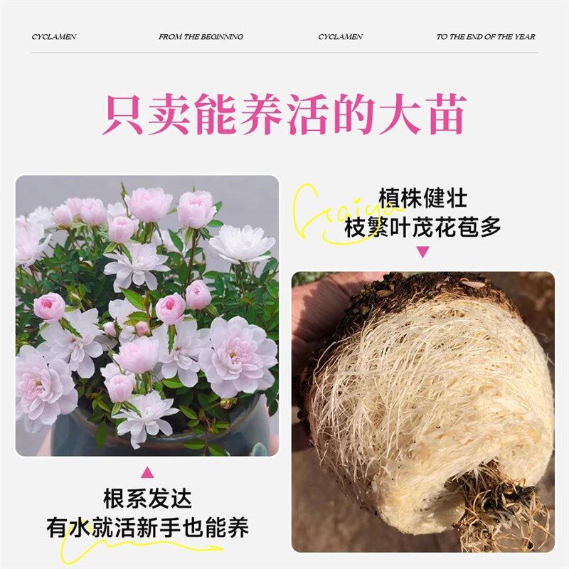 热销带花迷你微型四季开花v姬月季阳台窗台桌面水培好养花卉苔藓