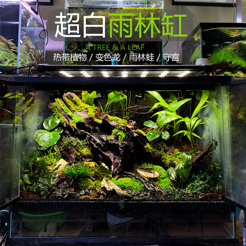 热销雨林缸包邮 生态缸 s热带植物爬宠缸超白玻璃带排水口蛙变色图片