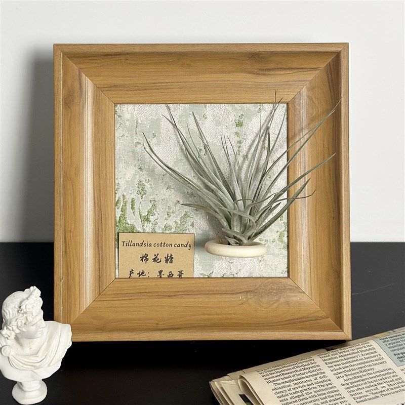ins空气凤梨套餐懒人现代装饰画框复古桌面室内墙上原木色相框5寸,鲜花速递/花卉仿真/绿植园艺,红掌/凤梨/温室花卉,淘宝优惠券,粉丝福利购,淘宝优惠卷
