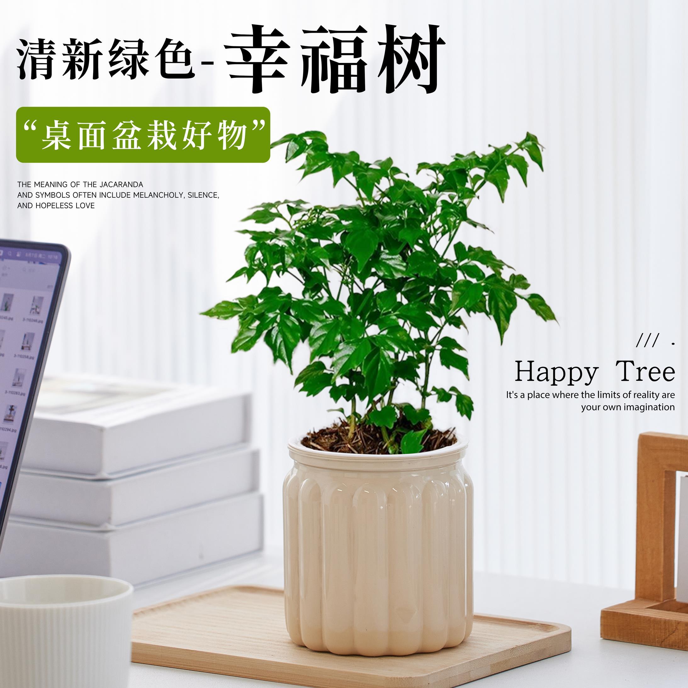速发幸福树小盆栽办公室四位绿植生面植物原桌小盆景驱蚊除醛工季