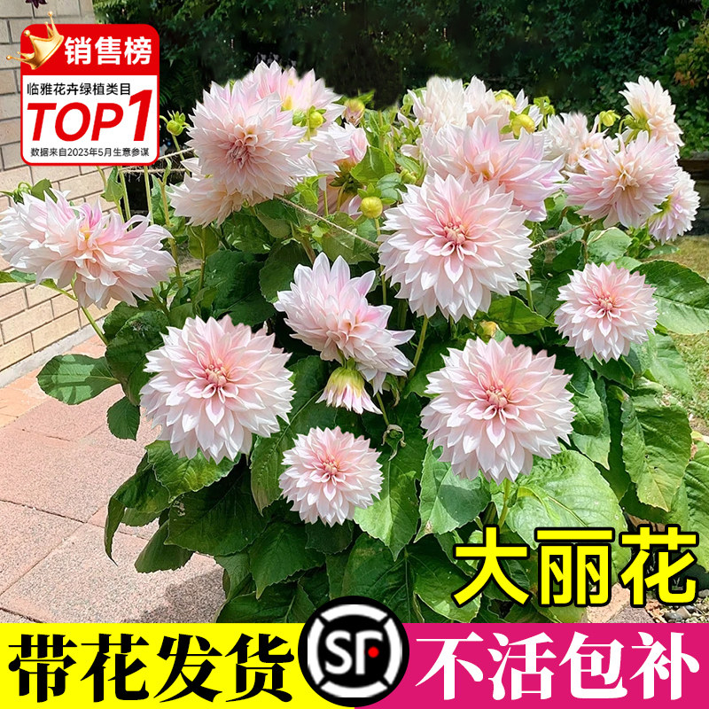 速发大丽花盆栽带花苞种球活卉绿植物室内台庭院好养花开球四季种