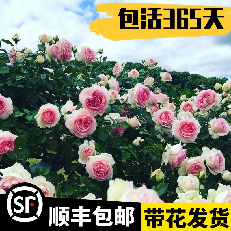 速发【蔷米8大苗】1薇花苗爬藤四季开花特大花玫藤植物藤本月季爬