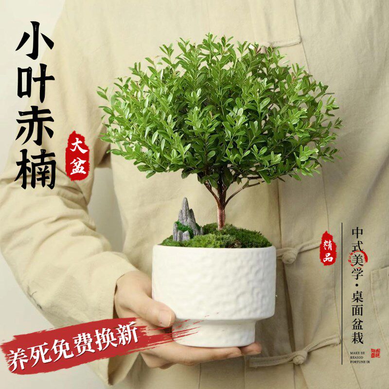 速发大盆小植赤楠盆栽金桩楠木老丝办公室内盆景绿叶物桌面情绪花