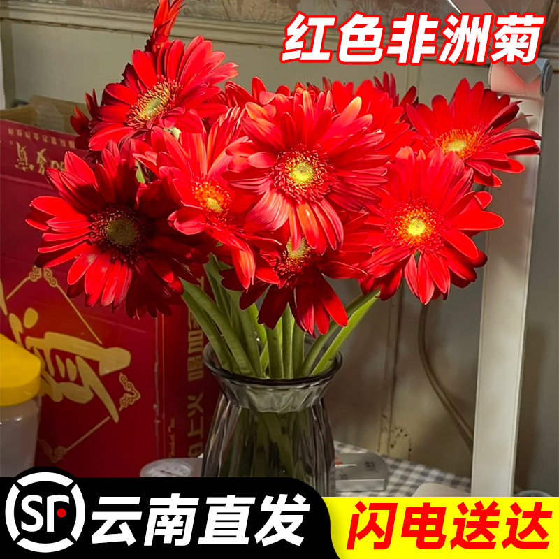 速发非洲菊水培植物鲜切养云南直发家用室花插内好花绿植盆栽
