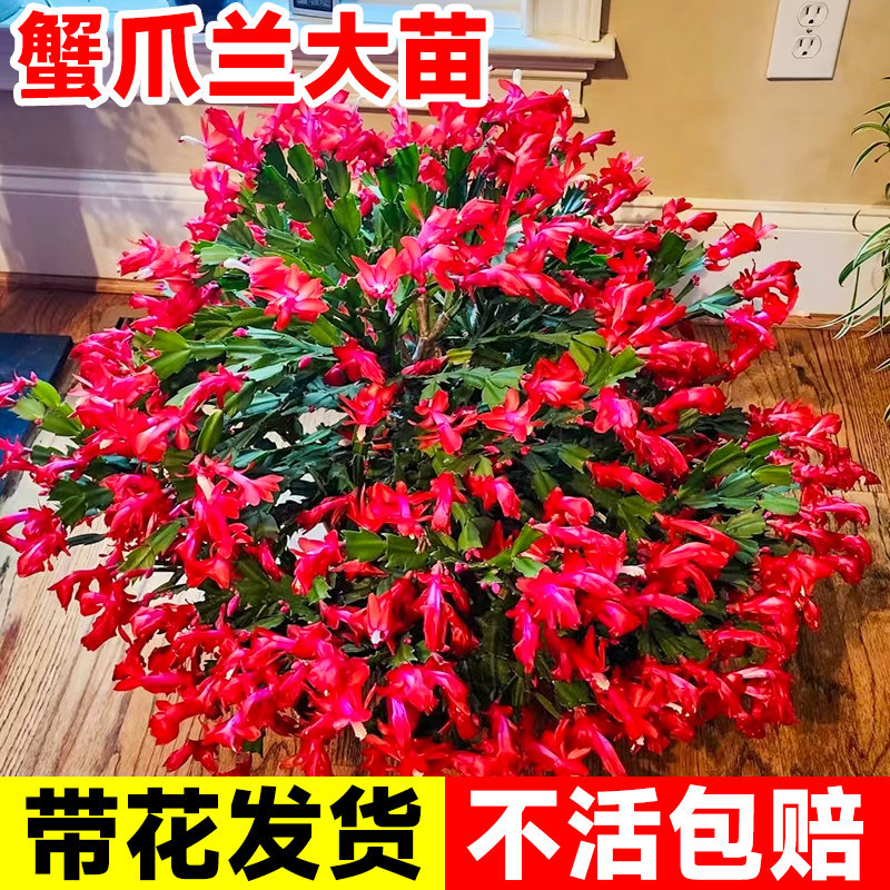速发蟹爪兰盆栽带花苞嫁卉重瓣双层仙人指新品台内接绿植物室花花