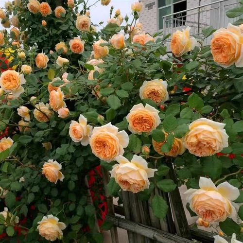 极速蔷薇花苗爬藤植物庭院浓香爬墙玫瑰J盆栽藤本月季特大花卉四