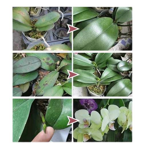 极速蝴蝶兰爆芽专l用植物活力素发财树优芽素快速生根粉爆芽通用