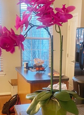 极速绿色竹签植j物花卉防倒支伸缩杆室内外绑花固定支架插花杆金