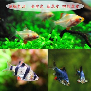 极速8/四间虎皮鱼小型好养耐活草缸群游鱼M金虎蓝虎淡水新手热带