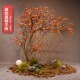 橱窗酒店室内外壁挂装 仿真柿子m树天花板悬挂倒挂式 饰 新中式 新品