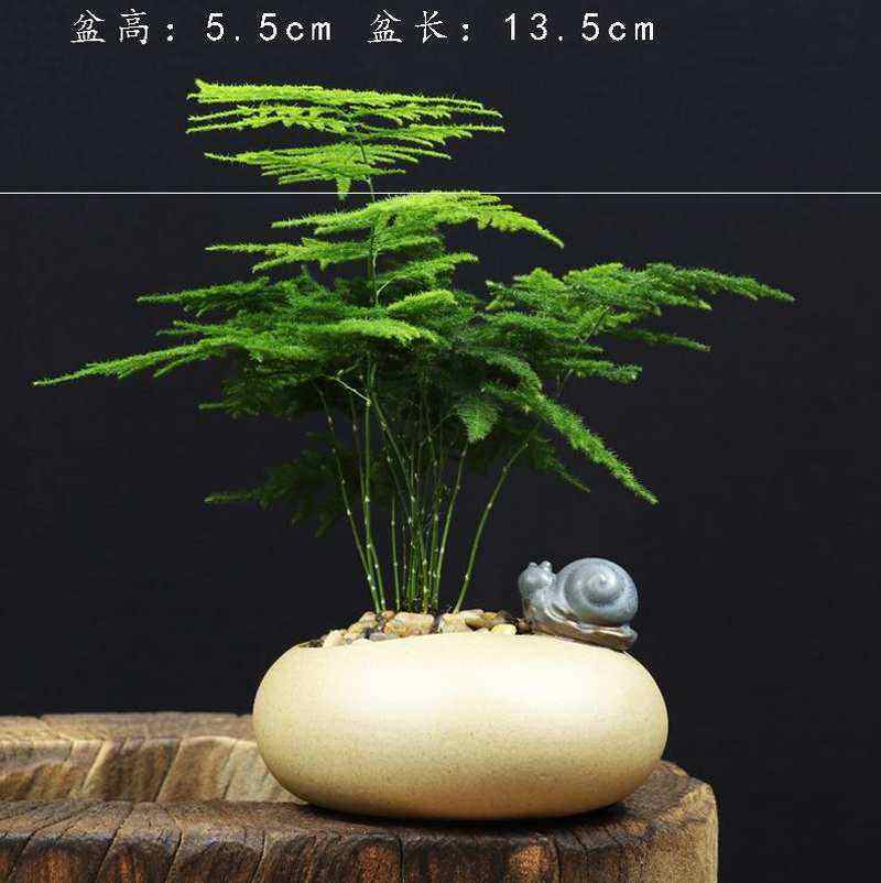极速宿舍养的小植物桌面文竹盆栽室内大J颗幼儿园小草小常青盆景