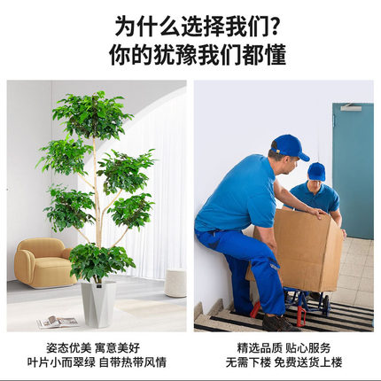 幸福树客厅盆栽大型植物除甲醛办公D室内花卉绿植老桩盆景四季好