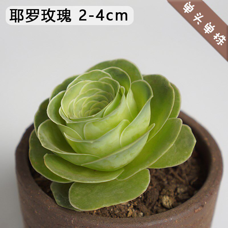 多肉植物 耶i罗玫瑰花卉绿植盆栽办公室盆栽多肉