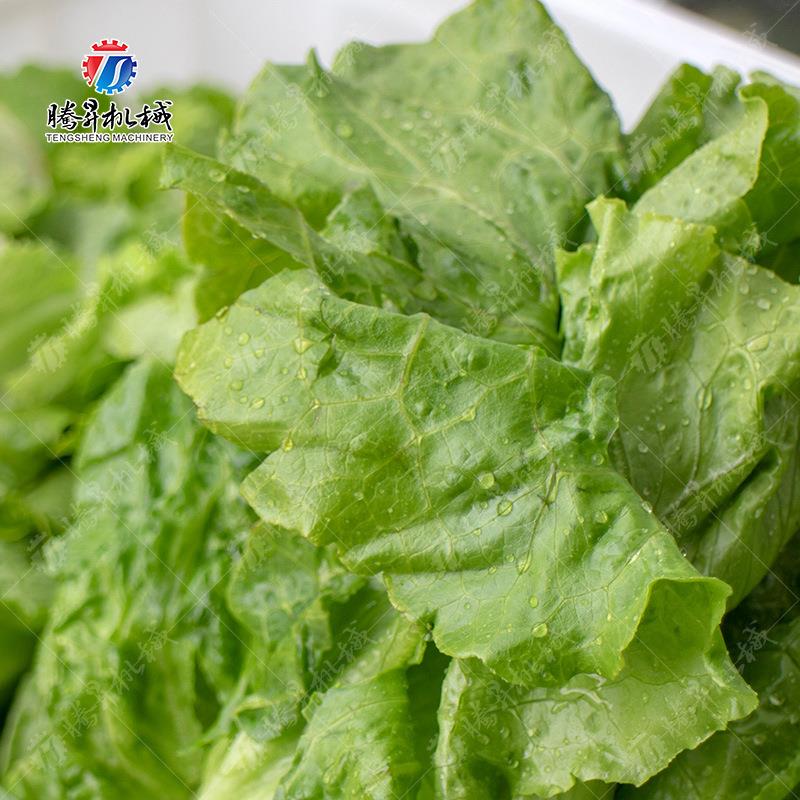 厂家销售荠菜菠菜清浪洗机 气泡冲菜机洗叶 类YKK菜清洗加工设备